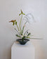Ikebana Sessions: September 2026