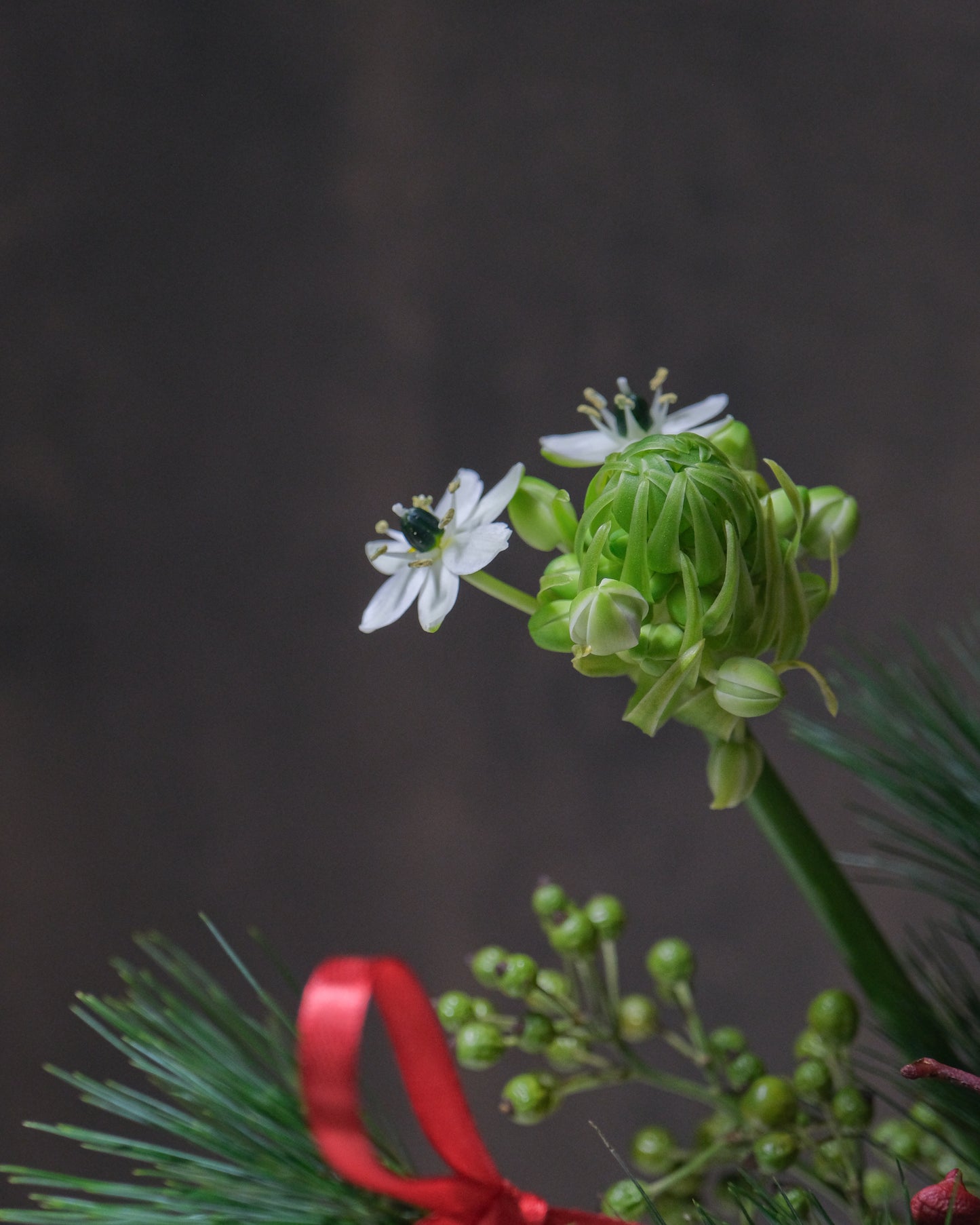 Floral Jamming Sessions: December 2025