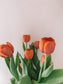 Elegant Tulips