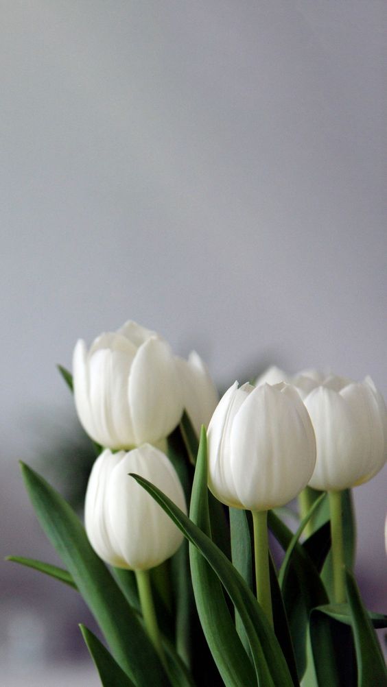 Elegant Tulips