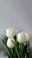 Elegant Tulips