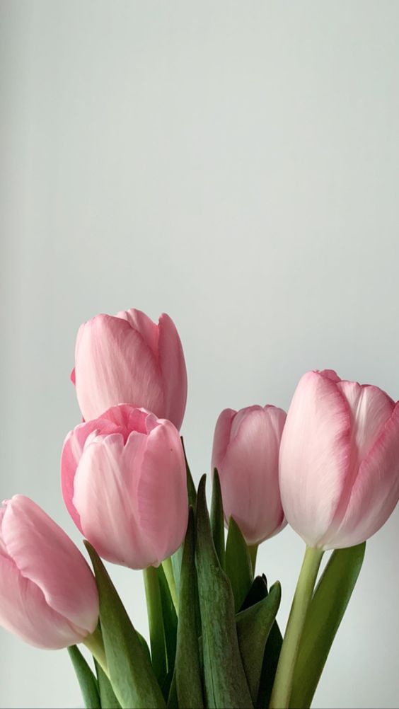 Elegant Tulips